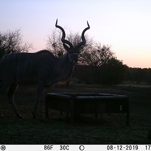 Trail Cam Pictures of Kudu in South Africa