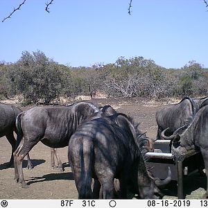 South Africa Trail Cam Pictures Blue Wildebeest