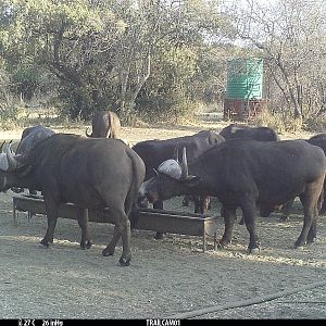 South Africa Trail Cam Pictures African Porcupine