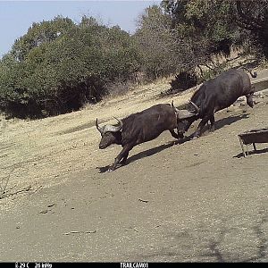 Cape Buffalo Trail Cam Pictures South Africa