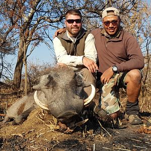 Tanzania Hunting Warthog