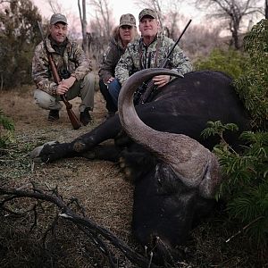 Cape Buffalo Hunting South Africa