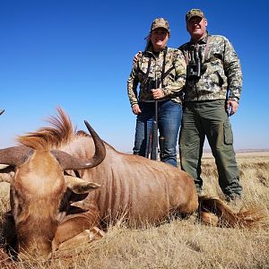 South Africa Hunting Golden Wildebeest