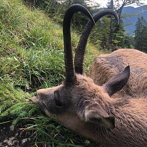 Germany Bavarian Alps Hunting Chamois