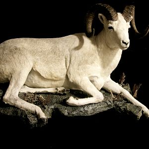 Dahl Sheep Full Mount Taxidermy