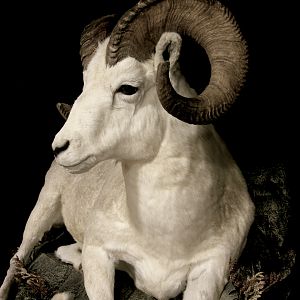 Dahl Sheep Full Mount Taxidermy