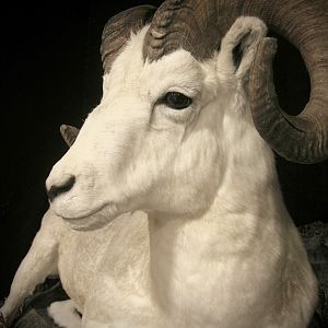 Dahl Sheep Full Mount Taxidermy