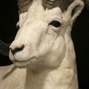 Dahl Sheep Full Mount Taxidermy