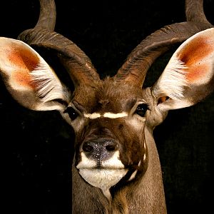 Kudu Pedestal Mount Taxidermy