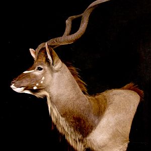 Kudu Pedestal Mount Taxidermy