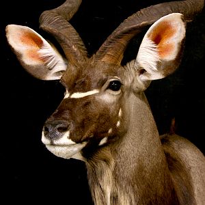 Kudu Pedestal Mount Taxidermy