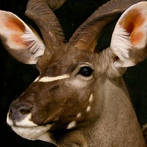 Kudu Pedestal Mount Taxidermy