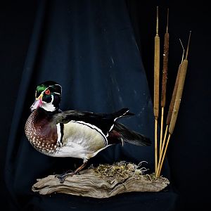 Wood Duck Full Mount Taxidermy