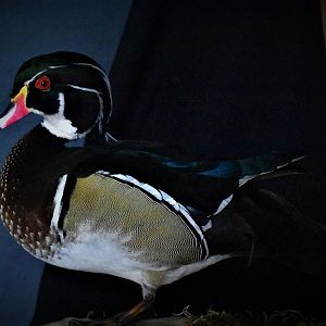 Wood Duck Full Mount Taxidermy