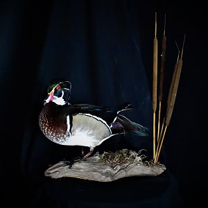 Wood Duck Full Mount Taxidermy