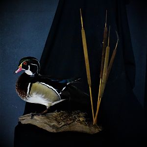 Wood Duck Full Mount Taxidermy