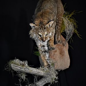 Bobcat on the prowl Full Mount Taxidermy