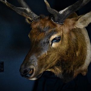 Colorado Elk Shoulder Mount Taxidermy