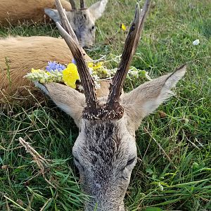 Roe Deer Hunting Romania