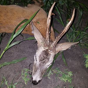 Hunting Roe Deer in Romania