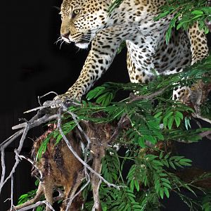 Leopard Full Mount Taxidermy