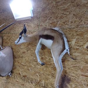 Pronking Springbok Full Mount Taxidermy in process