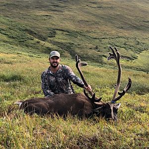 Alaska USA Hunt Caribou