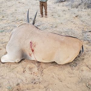 Eland Hunt South Africa