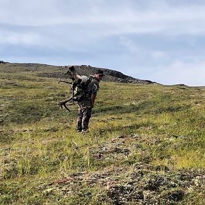 Hunt Caribou in Alaska USA