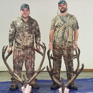 Alaska USA Hunt  Caribou