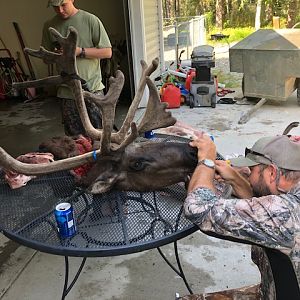 Caribou Hunting Alaska USA