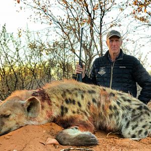 Spotted Hyena Hunting Namibia