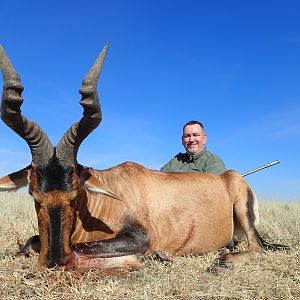 Red Hartebeest Hunting South Africa