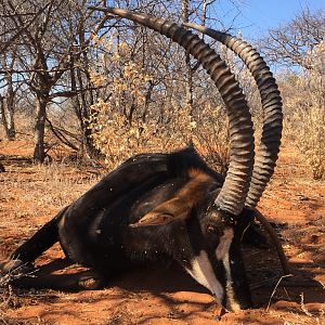 Bow Hunt Sable Antelope in South Africa