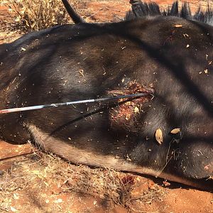 South Africa Bow Hunting Sable Antelope