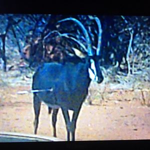 View of Bow shot on Sable Antelope