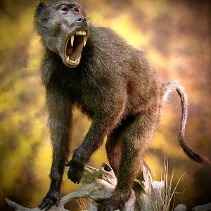 Baboon Full Mount Taxidermy