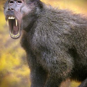 Baboon Full Mount Taxidermy