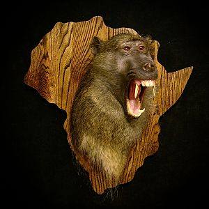 Baboon Shield Mount Taxidermy