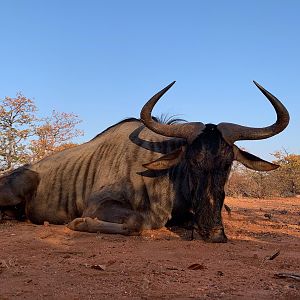 Blue Wildebeest Hunting South Africa