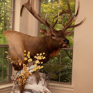 Elk Pedestal Mount Taxidermy