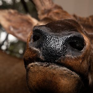 Elk Pedestal Mount Taxidermy