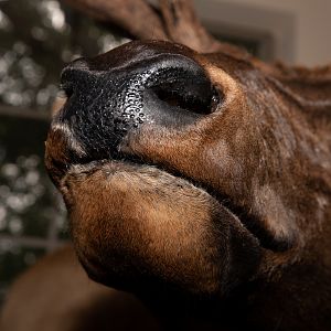 Elk Pedestal Mount Taxidermy