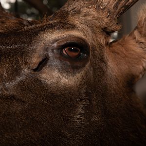 Elk Pedestal Mount Taxidermy