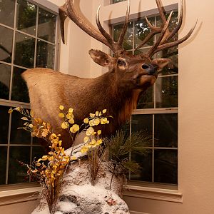 Elk Pedestal Mount Taxidermy