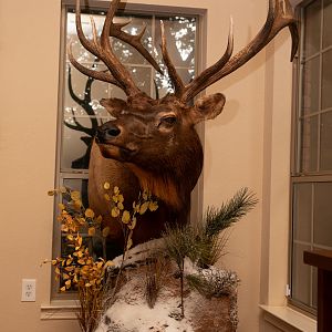 Elk Pedestal Mount Taxidermy