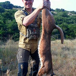 South Africa Hunt Caracal