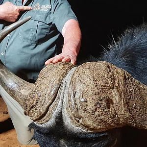 Namibia Hunt Cape Buffalo