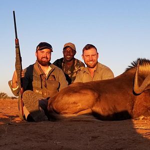 Hunt Black Wildebeest in Namibia