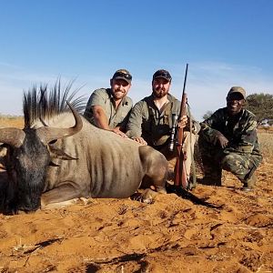 Blue Wildebeest Hunt Namibia